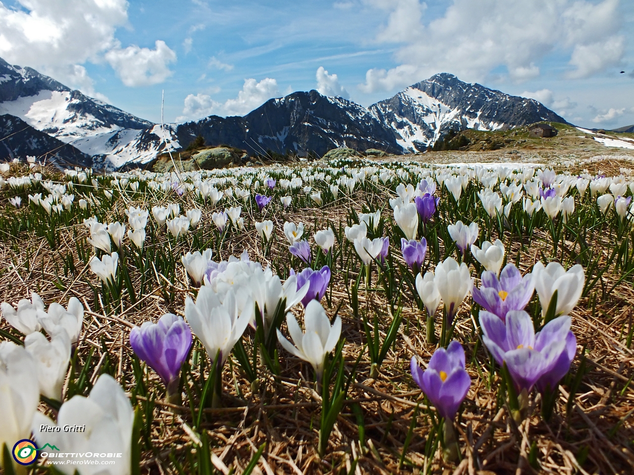 34 crocus con Veto-Vindiolo-Pizzo di Roncobello.JPG